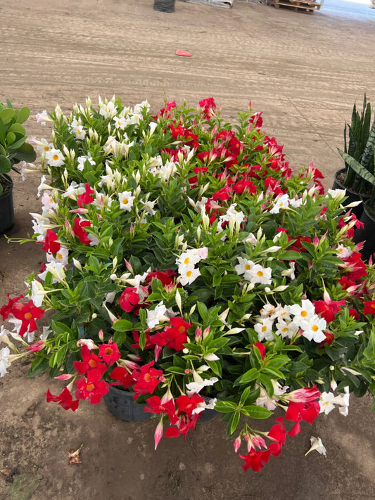 Dipladenia Assorted Bush (10")