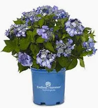 Endless Summer Hydrangea 'Twist and Shout' (3 Gallon)