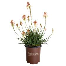 Aloe 'Safari Sunrise' (1 Gallon)
