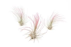 Tillandsia (Air Plant) - small