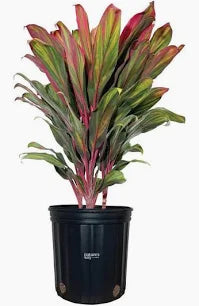 Cordyline 'Cotton Candy' (1 Gallon)