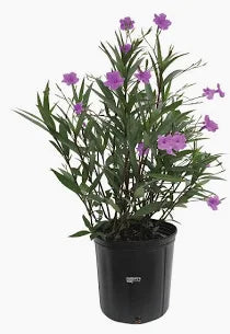 Ruellia 'Purple Showers' Mexican Petunias (1 Gallon)