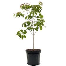 Dogwood Tree (7 Gallon)