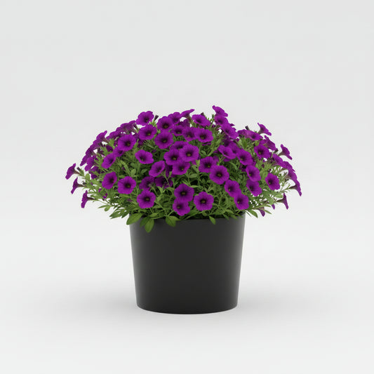 Calibrachoa (4.5" Pot)