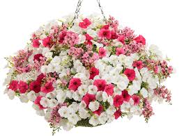 🌸 Snapdragon Hanging Basket
