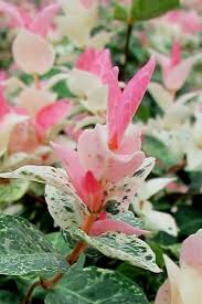 Asiatic Jasmine 'Snow n Summer' (1 Gallon)