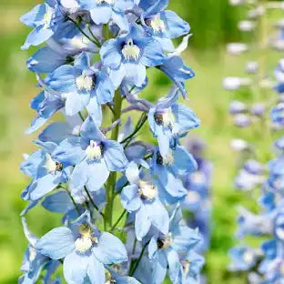 Delphinium (4.5")