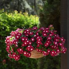 Vinca (Hanging Basket)