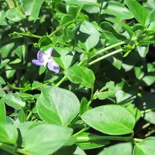 Vinca Vine (4")