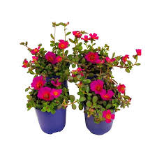 Purslane (4")