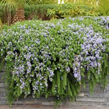 Creeping Rosemary 4"