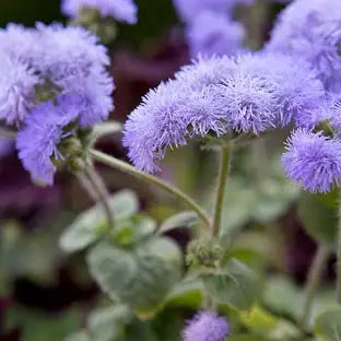 Ageratum (4,5")