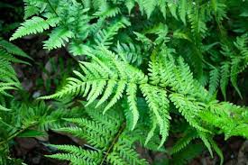 Southern Wood Fern (1 Gallon)