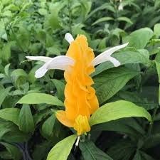 Pachystachys Golden Shrimp Plant (4.5")