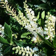 Clethra 'Sixteen Candles' (3 Gallon)