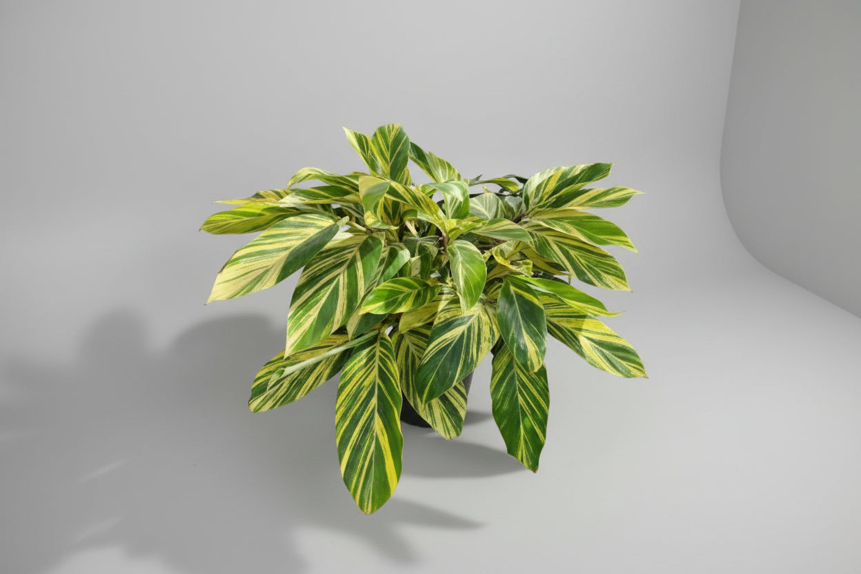 Ginger Lily ‘Alpina’ – 7 Gallon | Wrights Market