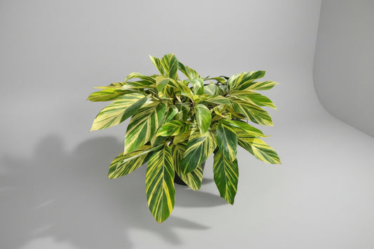 Ginger Lily ‘Alpina’ – 7 Gallon | Wrights Market