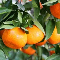 Tangerine Tree (10 Gallon)
