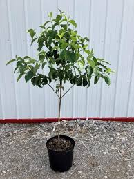 Dogwood Tree (15 Gallon)