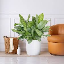 Aglaonema BJ Freeman 14")