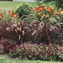 Purple Fountain Grass (1 Gallon)