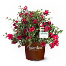 Sasanqua Camellia 'October Magic Ruby' (3 Gallon)