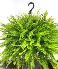 Boston Fern (11" HB)