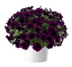 Petunia HB