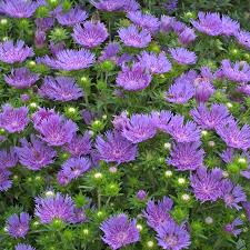 Stokesia 'Peachies Pick' (1 Gallon)