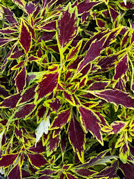 Coleus "Flame Thrower Serrano" (1 Gallon)