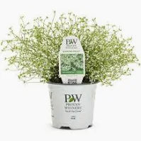 Euphorbia (1 Gallon)