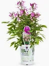 Cleome 'Lavender Dream' (1 Gallon)