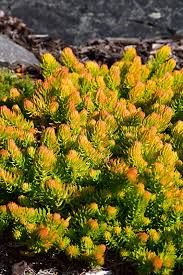 Sedum (1 Gallon)
