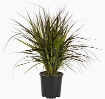 Purple Fountain Grass (1 Gallon)