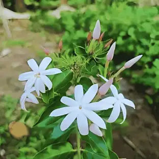 Confederate Jasmine 1g