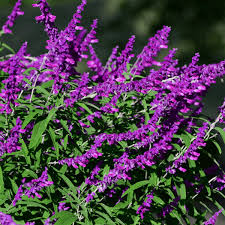 Salvia (Mexican Sage) - 1 Gallon (Salvia leucantha)