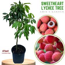 Fruit Sweetheart Tree (14")