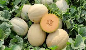 4” Cantaloupe Plant (Muskmelon)