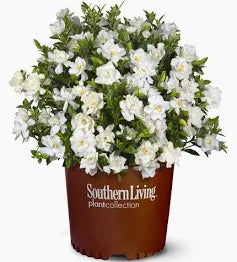 Drift Rose (3 Gallon)