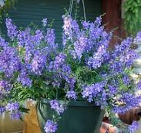 Angelonia (Hanging Basket)