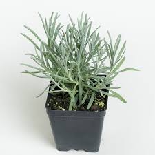 Provence Lavender 4"
