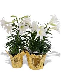 Easter Lilly (8")