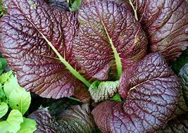 4" Red Giant Mustard Plant 🌿🔥