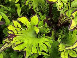 Coleus (1 Gallon)