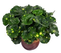 Farfugium Firefly