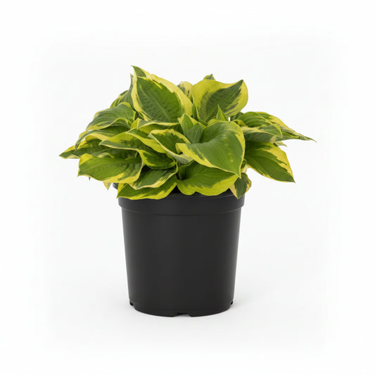 Hosta