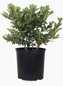 Blueberry Bush "Woodard" 3 Gallon