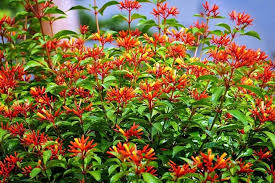 Hamelia Firefly Dwarf Shrub (1 Gallon)