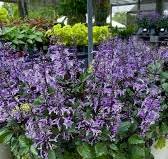 11" Plectranthus ‘Mona Lavender’ Hanging Basket 💜🌿