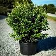 Ligustrum Lucidum Waxleaf (3 Gallon)